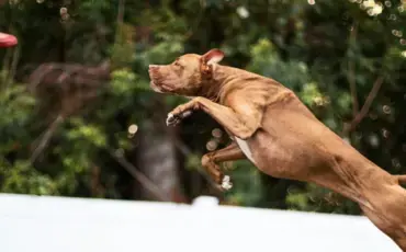 XL Bully dogs Legal expert on new laws every owner must know