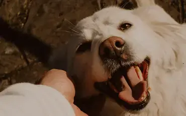 Pet Custody and Pet-Nups