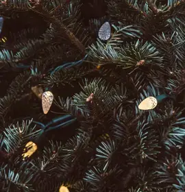 pine-greenery-with-holiday-lights