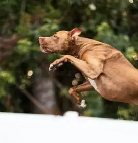 XL Bully dogs Legal expert on new laws every owner must know