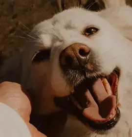 Pet Custody and Pet-Nups