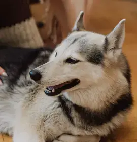 Planning for your pets care in your Will