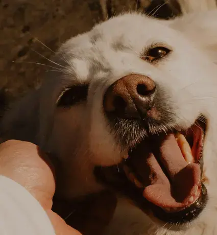 Pet Custody and Pet-Nups