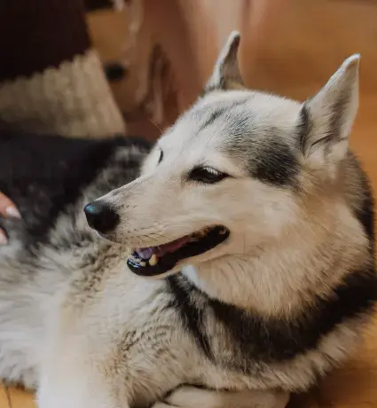 Planning for your pets care in your Will